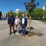 Velika akcija ozelenjavanja Velike Gorice: Nove magnolije krase Trg Stjepana Radića 1