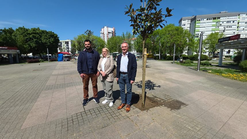 Velika akcija ozelenjavanja Velike Gorice: Nove magnolije krase Trg Stjepana Radića 1