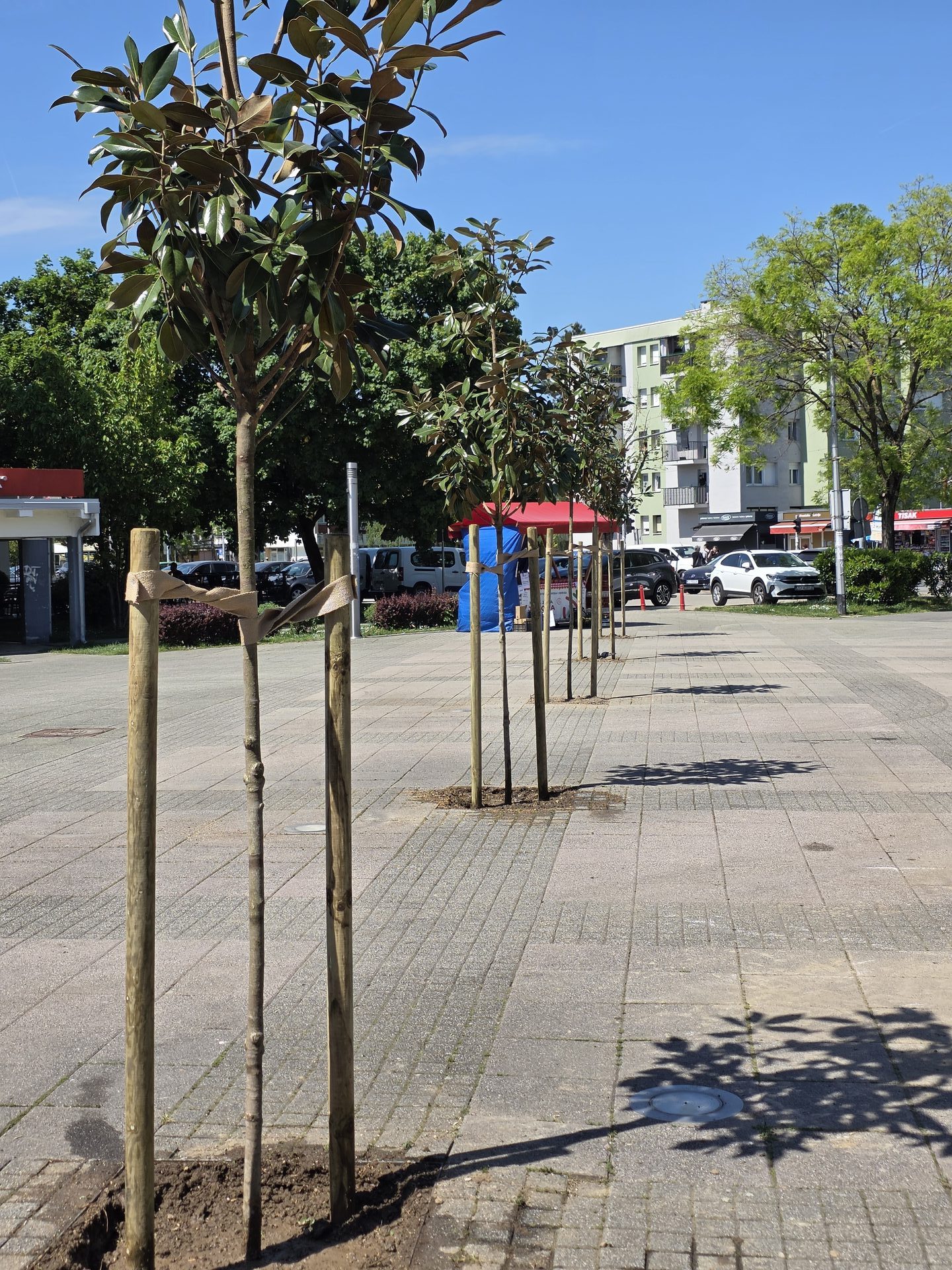 Velika akcija ozelenjavanja Velike Gorice: Nove magnolije krase Trg Stjepana Radića 3