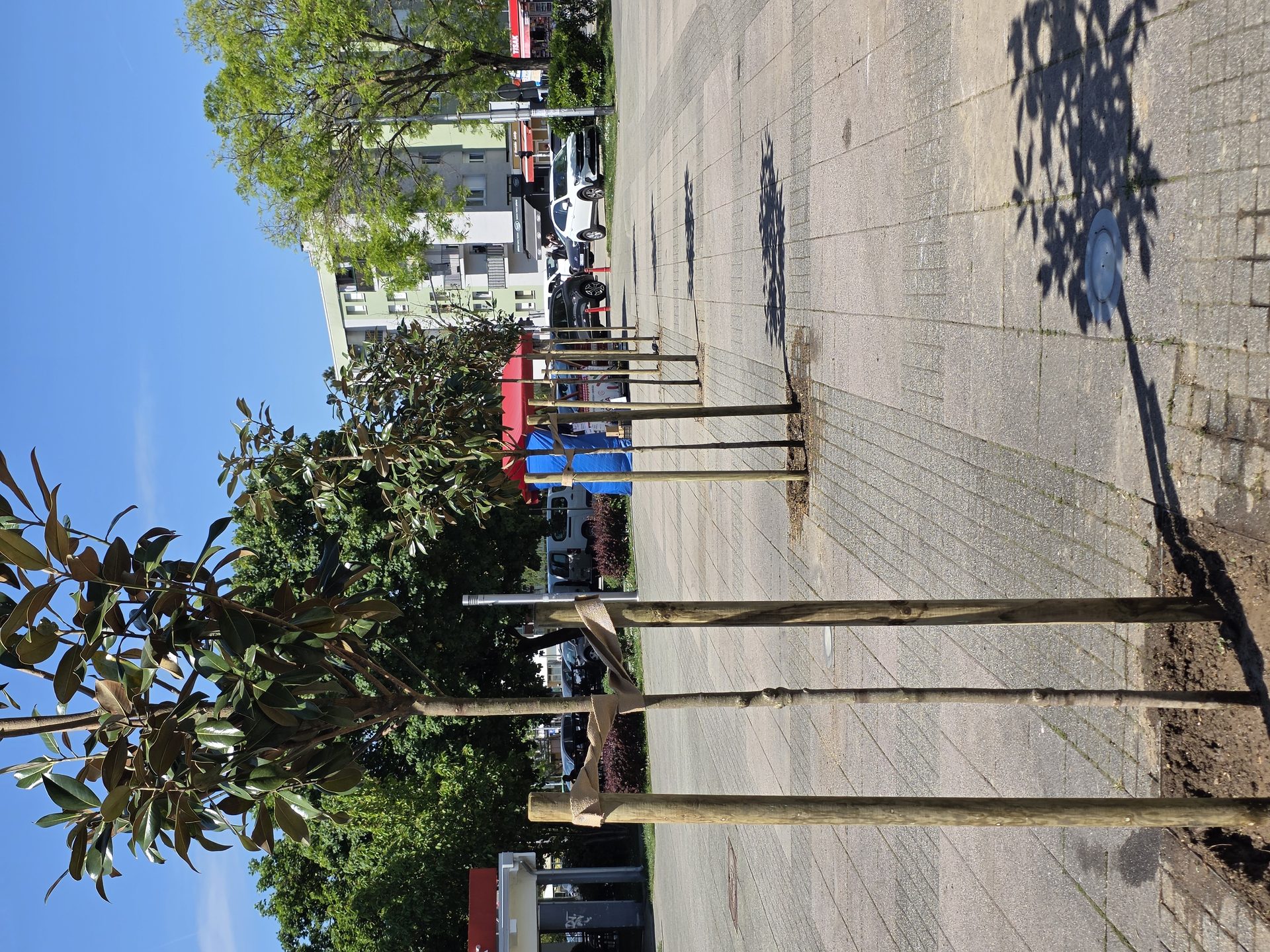 Velika akcija ozelenjavanja Velike Gorice: Nove magnolije krase Trg Stjepana Radića 3