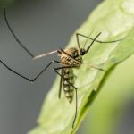Najavljena izvanredna akcija suzbijanja komaraca u Velikoj Gorici i okolnim naseljima 1