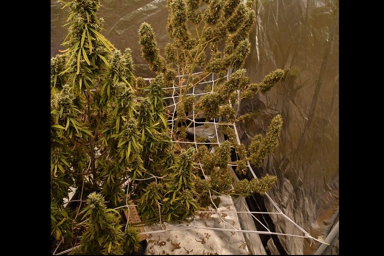 Pad ilegalnog poslovanja: Kod Velike Gorice zaplijenjena oprema i marihuana 4