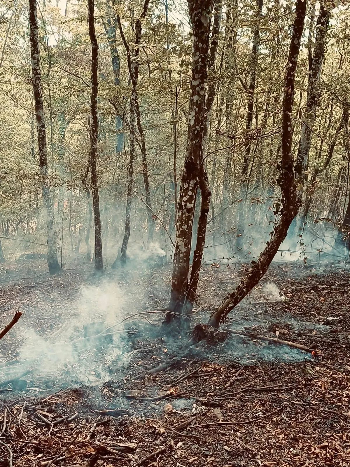 Dim se uzdiže s tla među stablima na požarištu u Novom Brdu.